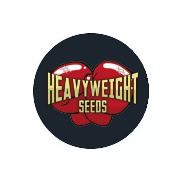 Heaviweight Seeds Autofloraison